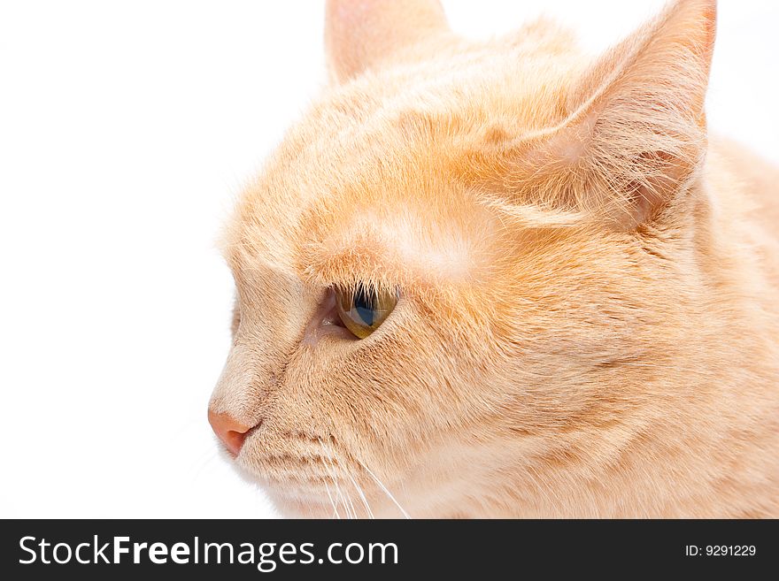 Peach colored cat isolated on white
