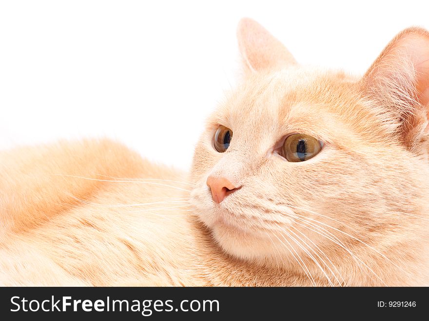 Peach colored cat isolated on white