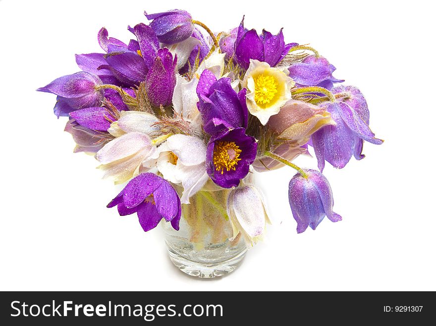 Spring flowers in glass of water isolated. Spring flowers in glass of water isolated