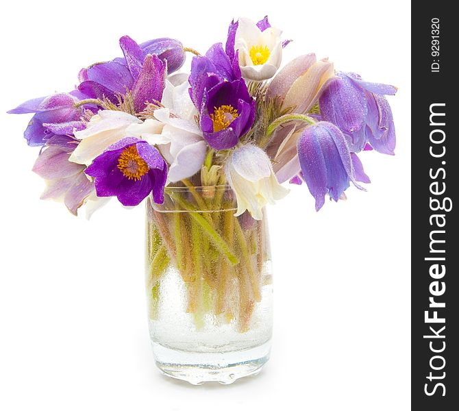 Spring flowers in glass of water isolated. Spring flowers in glass of water isolated