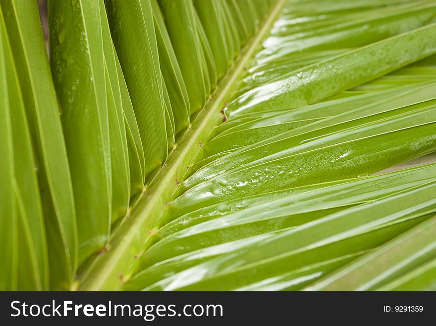 Palm leaf with DOF effect