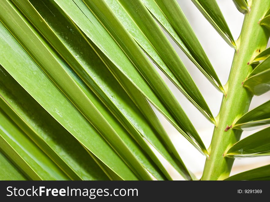 Palm leaf with DOF effect
