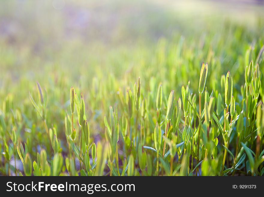 Closeup green grass with DOF effect