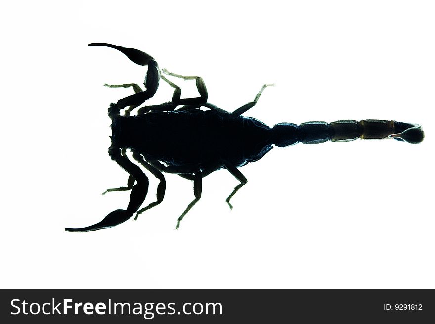 Deadly scorpion silhouette from above