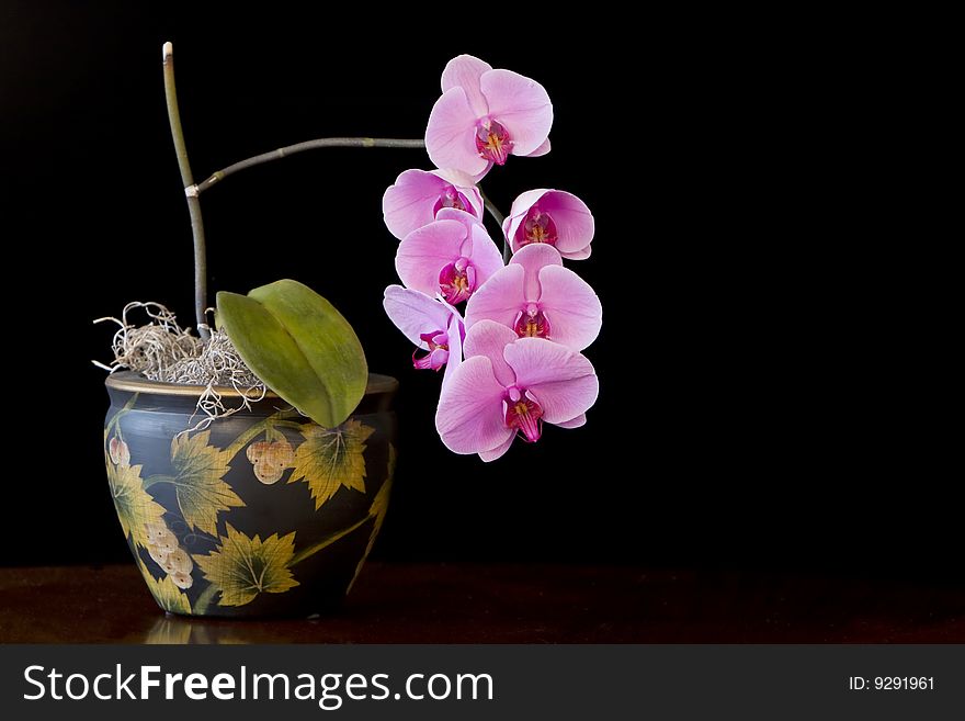 Pink Phalaenopsis or moth orchid with seven open blooms, and black background. Pink Phalaenopsis or moth orchid with seven open blooms, and black background