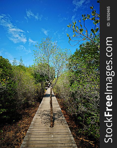 The Mangrove Forest in Asia
