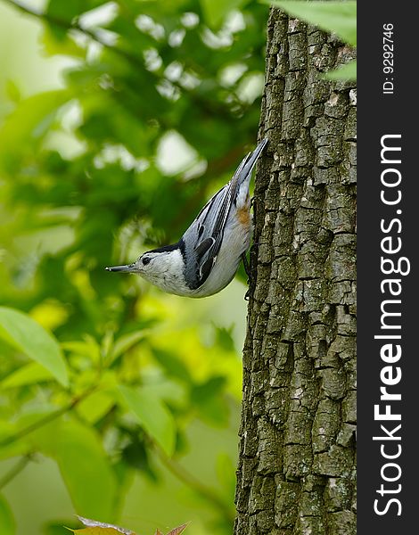 Nuthatch clinging to tree in forest. Nuthatch clinging to tree in forest