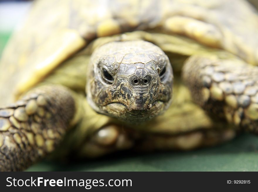 Close up of a 35 years old turtle. Close up of a 35 years old turtle
