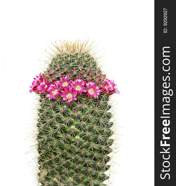 Flowering cactus isolated on white background