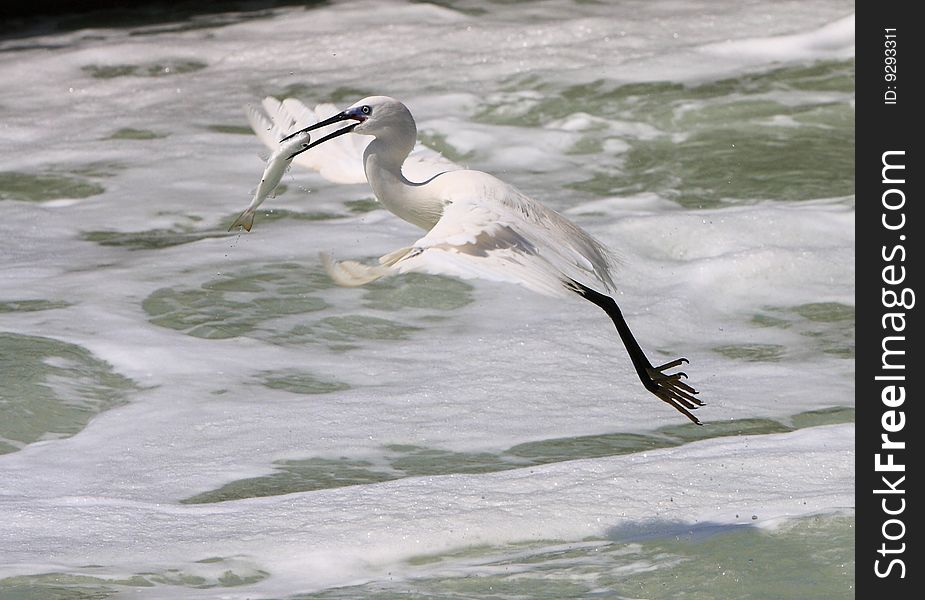 An egret bird looking for fish on watter. An egret bird looking for fish on watter