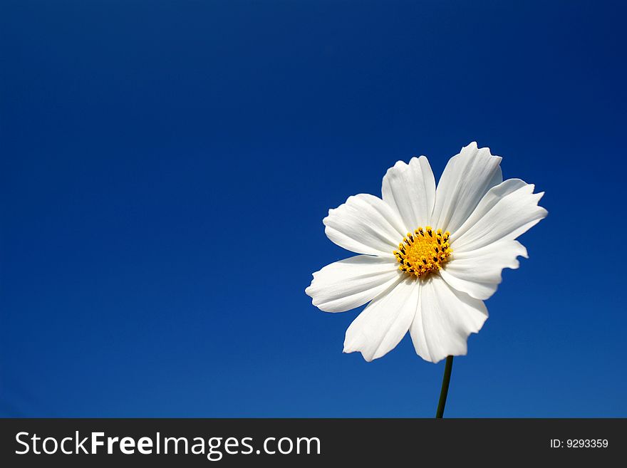 White Chrysanthemum for background with sky blue