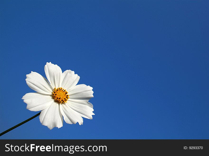 White Chrysanthemum For Background