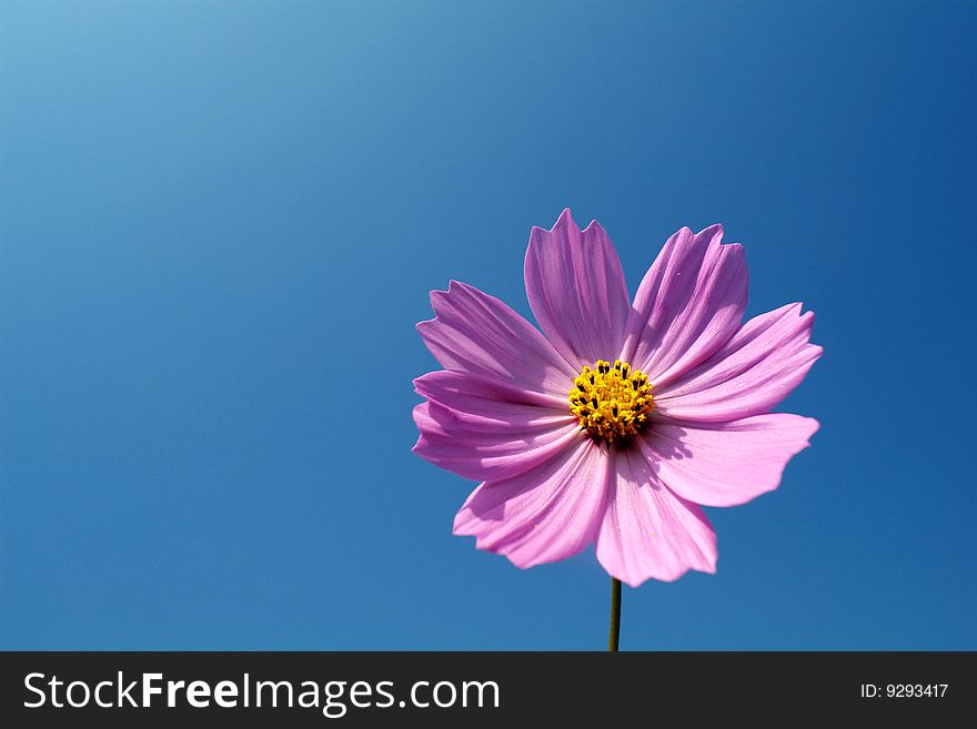 Pink Chrysanthemum for background with sky blue