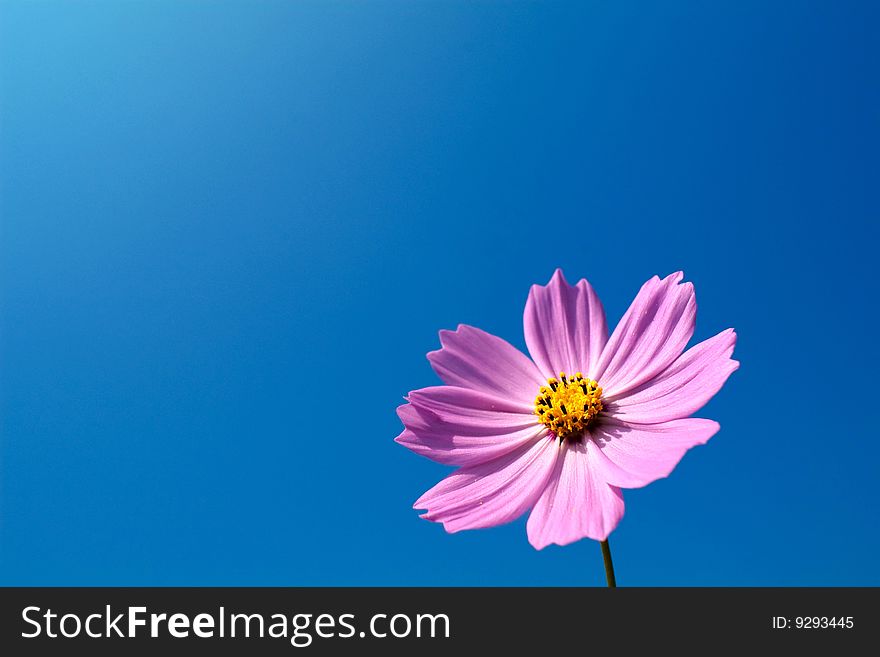 White Chrysanthemum for background with sky blue