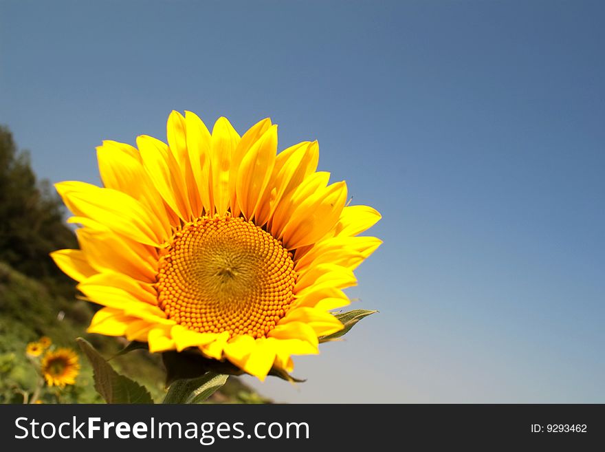 Sunflower for background mix with sky blue