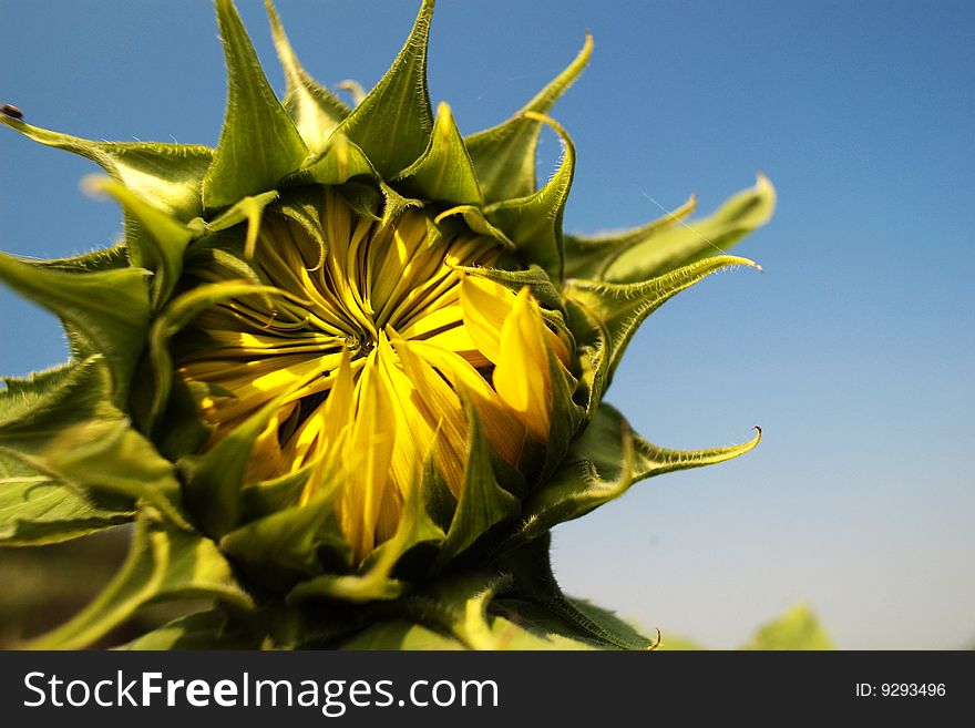 Sunflower For Background