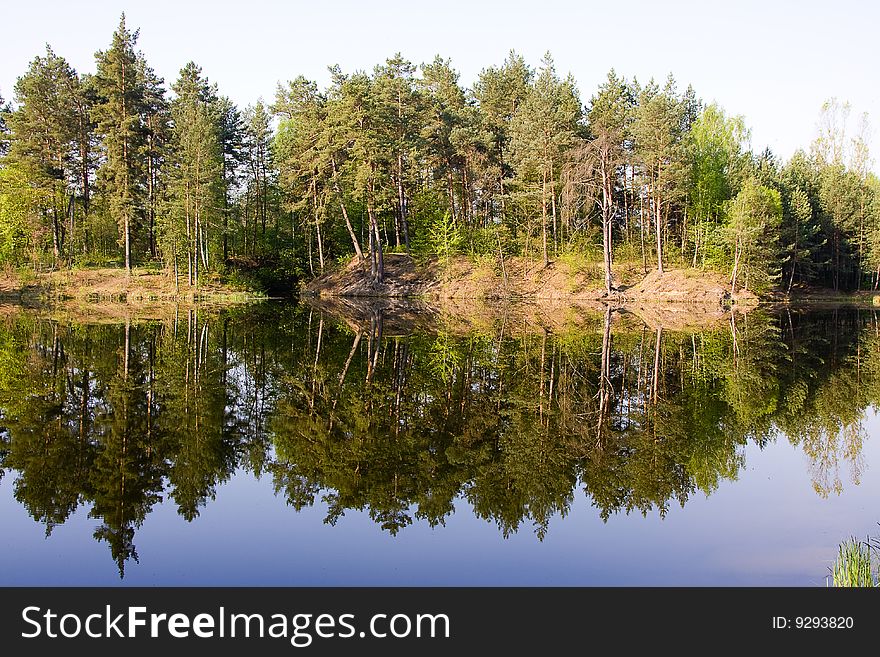 Green spring tree near the water with reflection. Green spring tree near the water with reflection