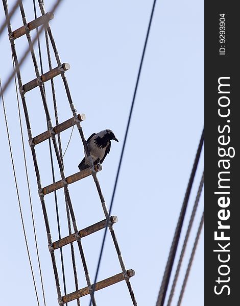 Crow Standin On Rope Ladder Of An Old Sailing Ship