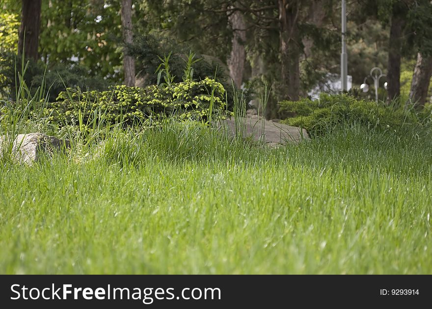 Green grass and composition from trees. Green grass and composition from trees.