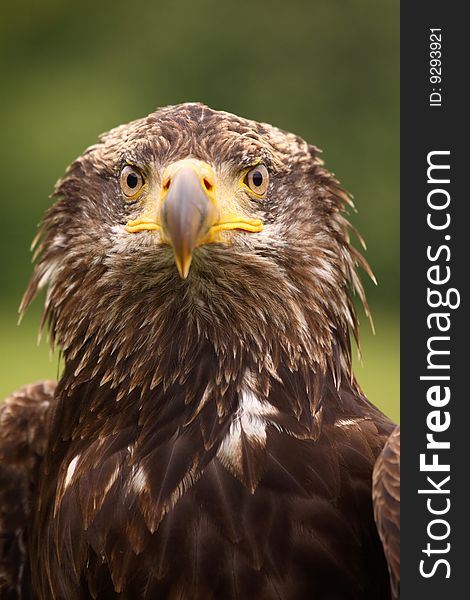 Young bald eagle looking at you