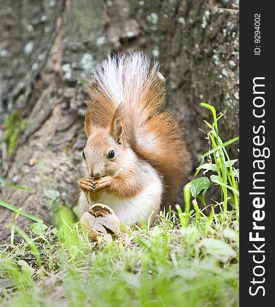 Squirrel eats a nut on a green grass