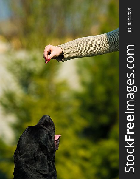 Dog named Force walking on green grass