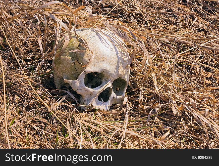 Human skull in yellow grass