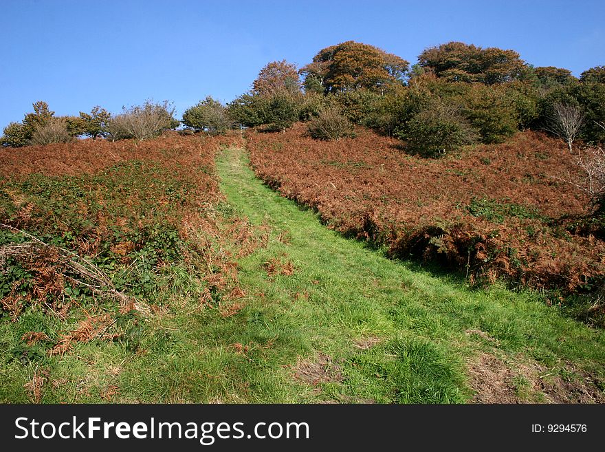 Grassy path through bracken in the fall. Grassy path through bracken in the fall