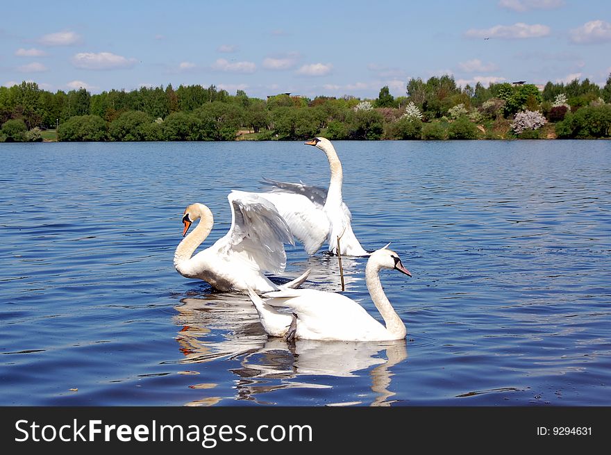 White swan swimming on pond