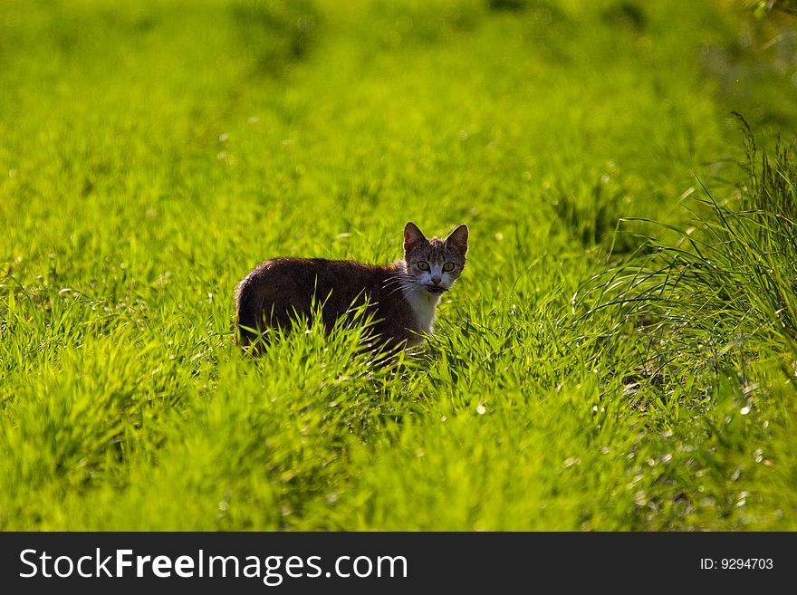 Cat without name walking in beautifull sunny day