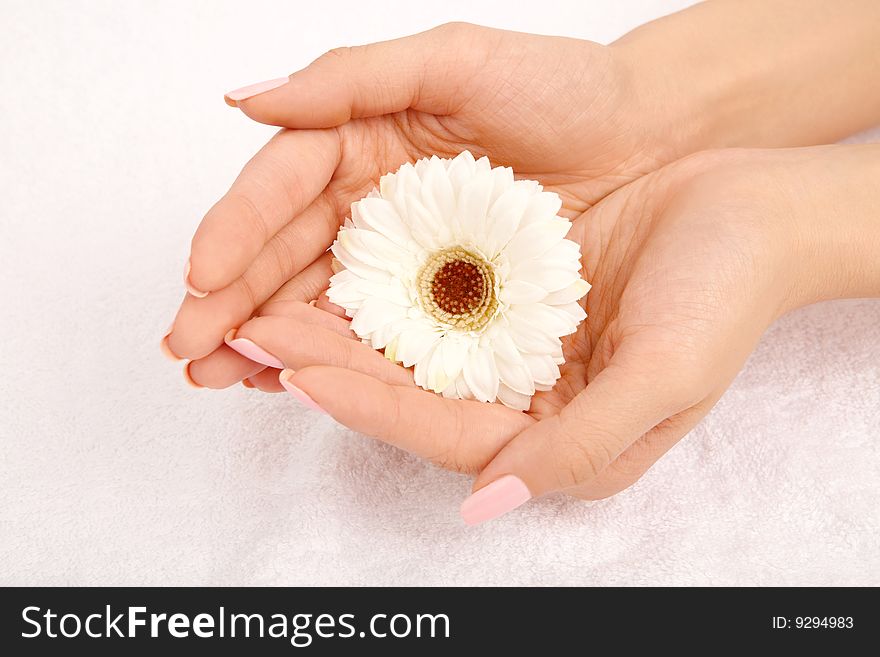 White flower in a handful, isolated on a white background. White flower in a handful, isolated on a white background