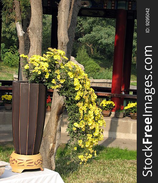 The beautiful flowers tree in the park