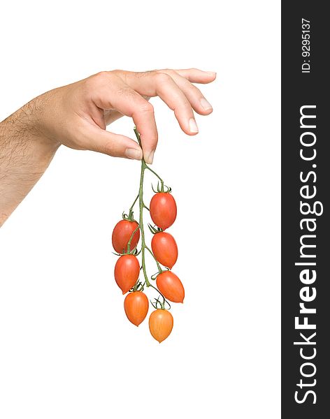 Cluster of tomatoes in hand