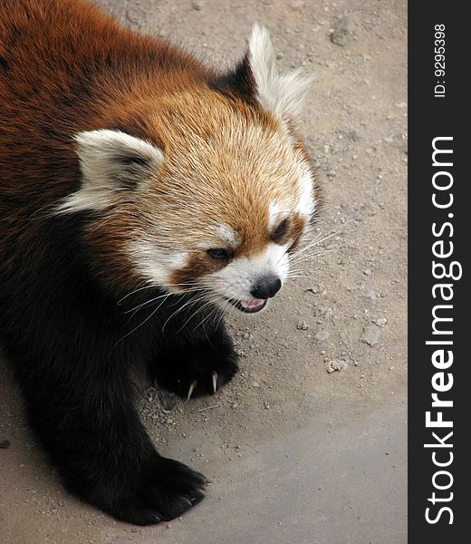 Red panda in the zoo