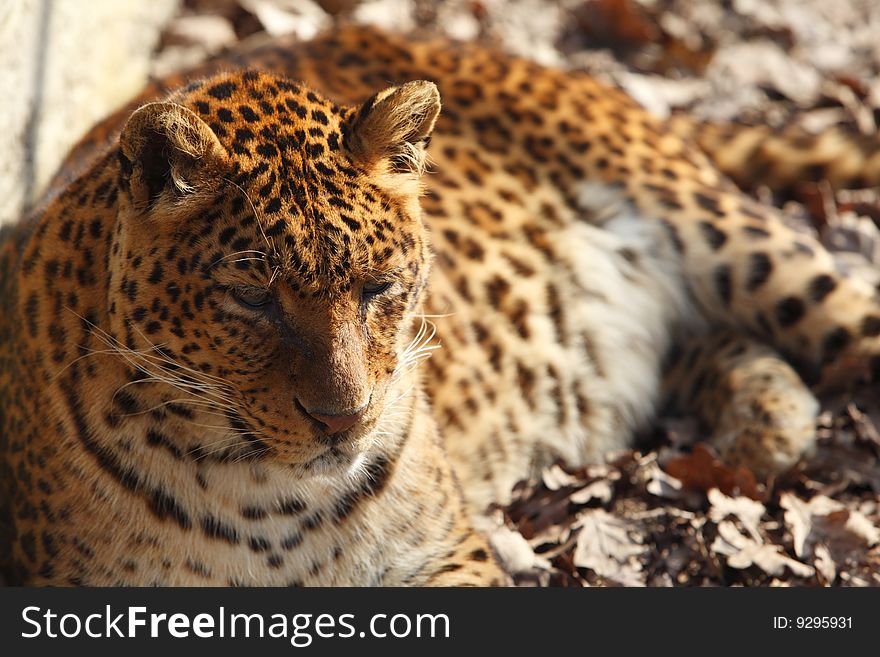 Portrait of a jaguar resting.