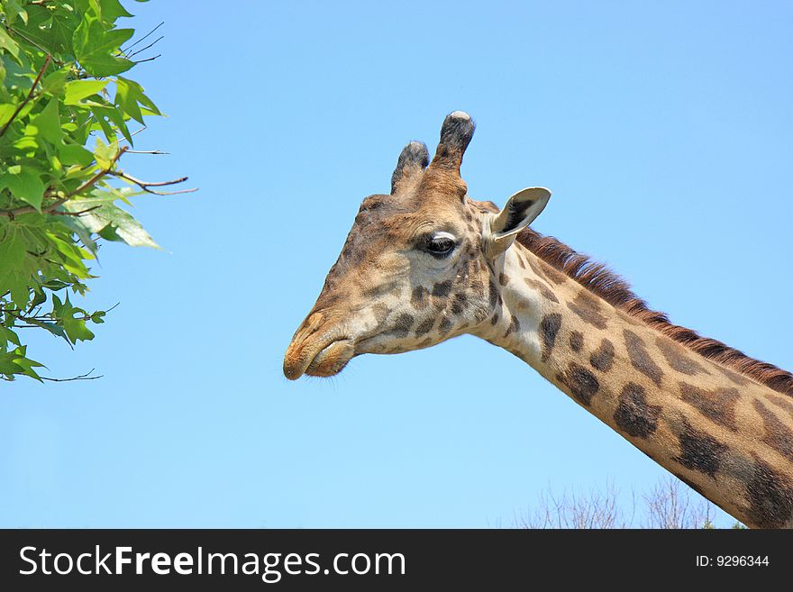 Giraffe on the sky background