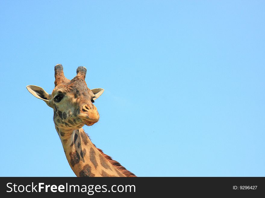 Giraffe on the sky background