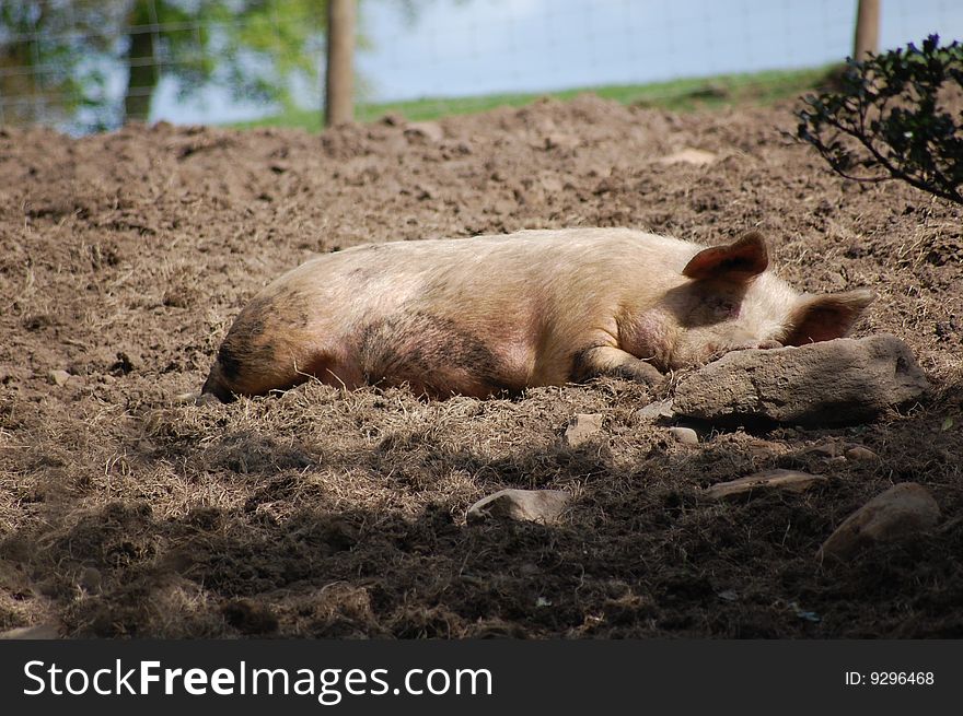 A pig relaxing in early summer. A pig relaxing in early summer.