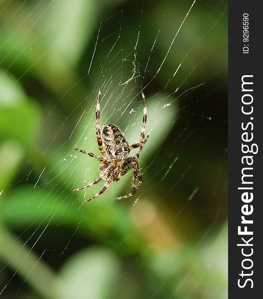 Photo of a cross spider in his web in nature.