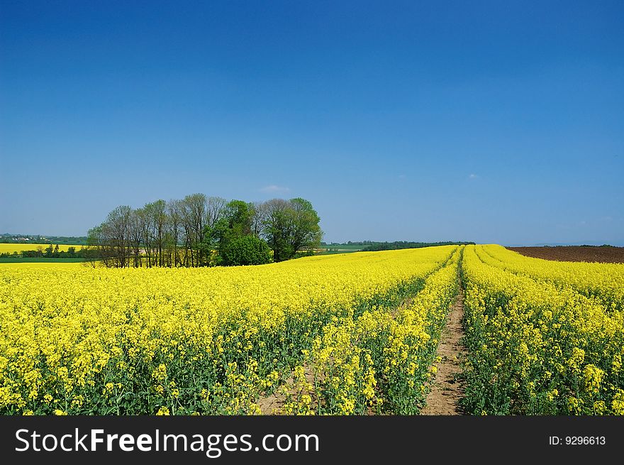 Field of rape during the spring. Field of rape during the spring