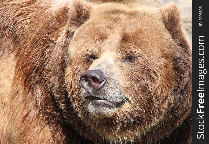 Close-up of a large brown grizzly bear squinting