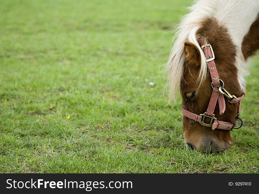 A cute mini pony on a willow