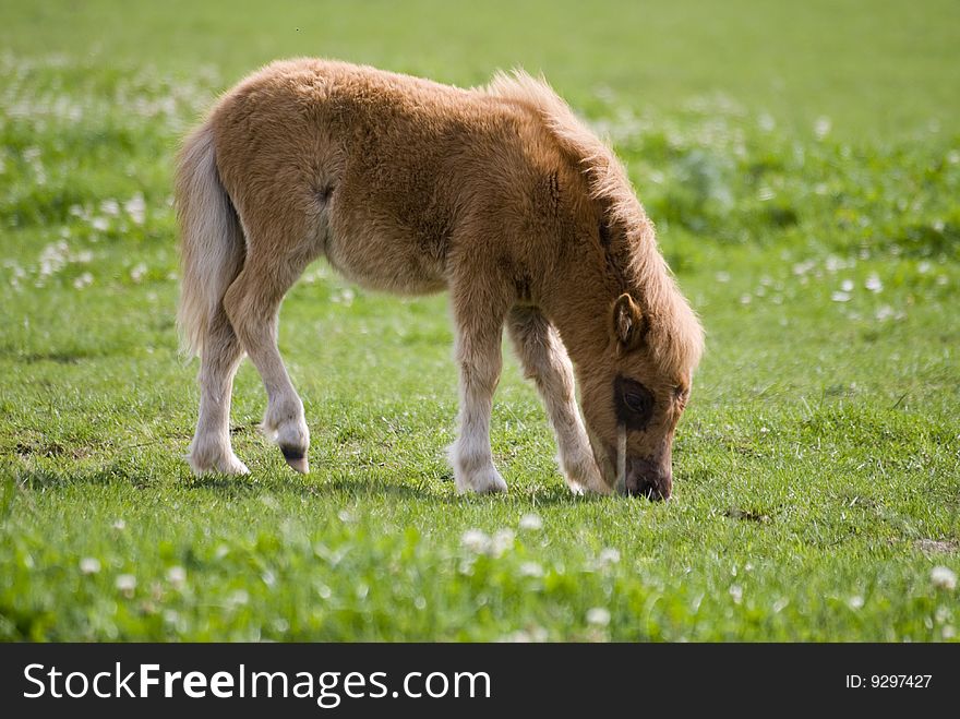 A cute mini pony on a willow