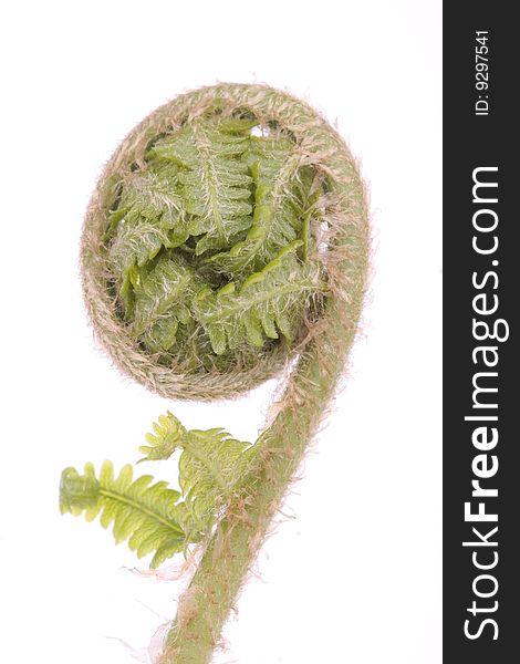 Curled fern frond over white background. Curled fern frond over white background