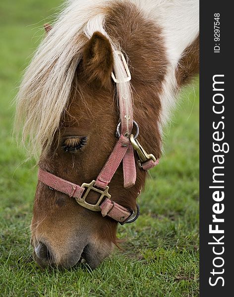 A cute mini pony on a willow