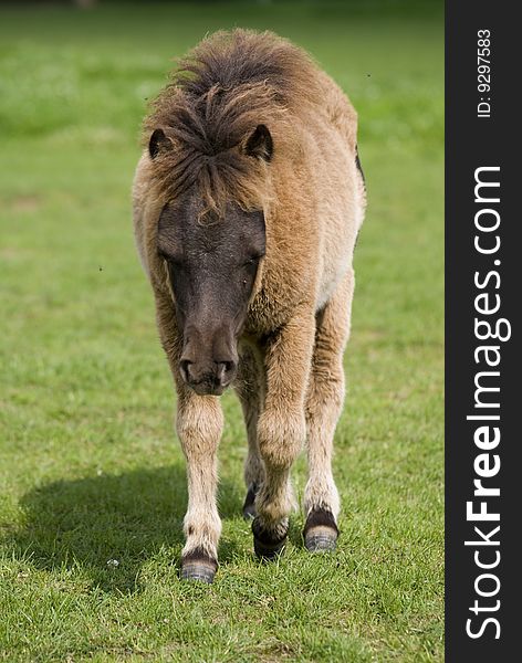 A cute mini pony on a willow