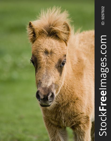 A cute mini pony on a willow