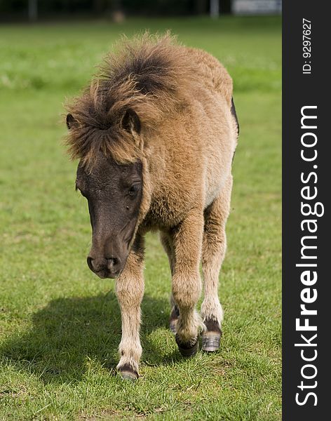 A cute mini pony on a willow