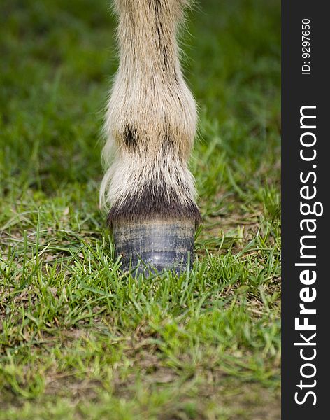 A cute mini pony on a willow