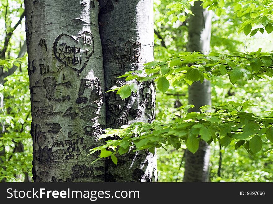 Patterns on bark of a tree.